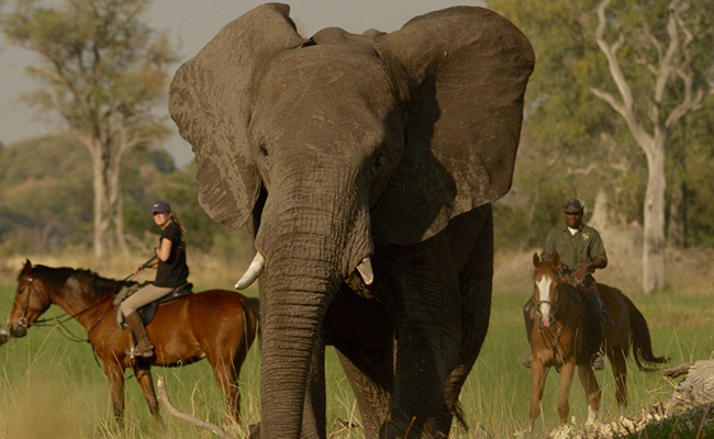 Horse Safaris in Africa