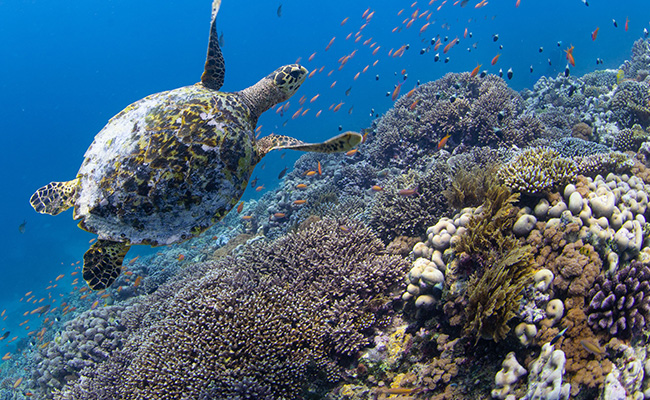 sea turtle off the coast of Mozambique