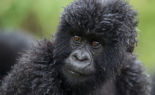 baby gorilla in Rwanda